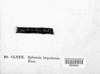 Massaria inquinans image